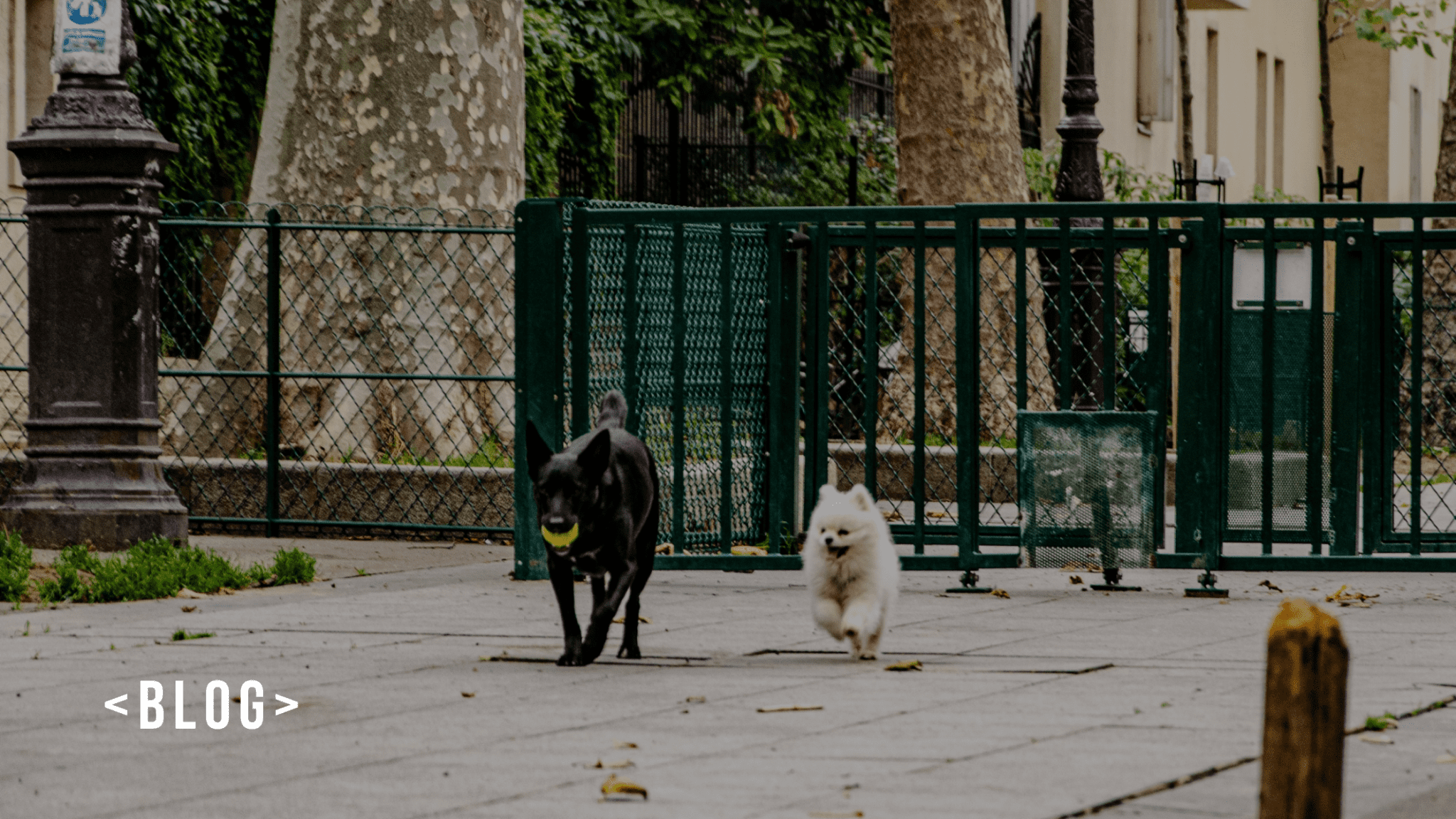 animais brincando num espaço pet friendly imobiliaria em itaquera